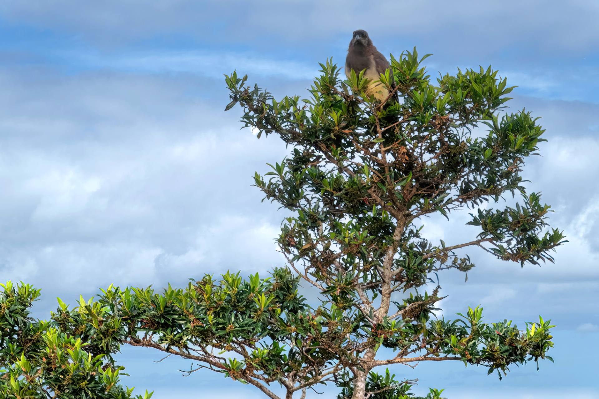 Braunhäher (Psilorhinus morio)